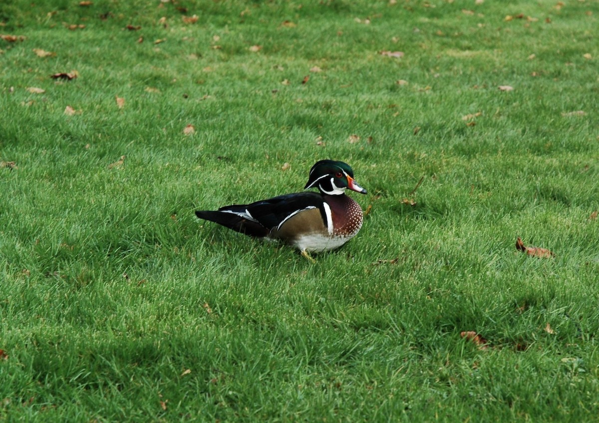 Canard branchu - ML646125058