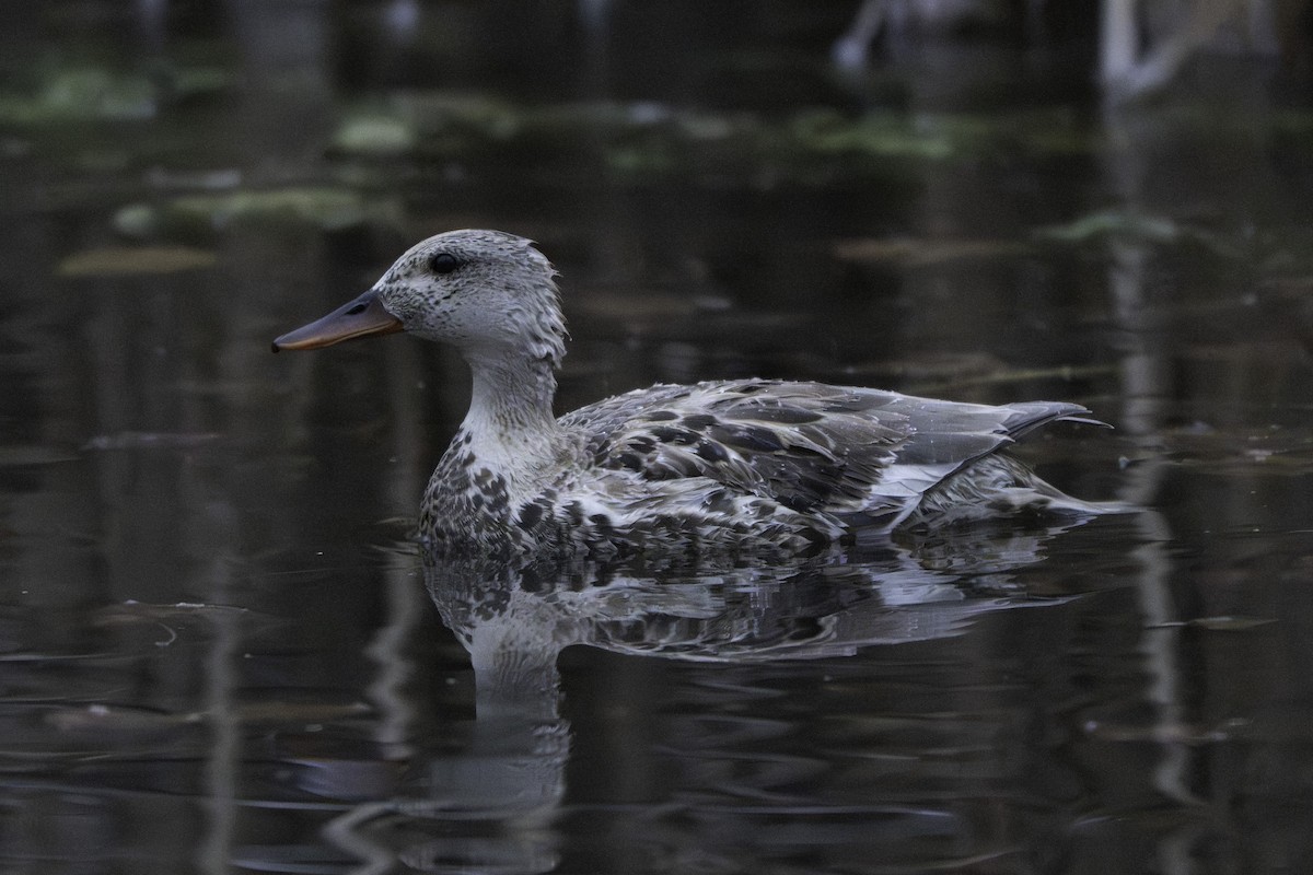 Gadwall - ML646125066