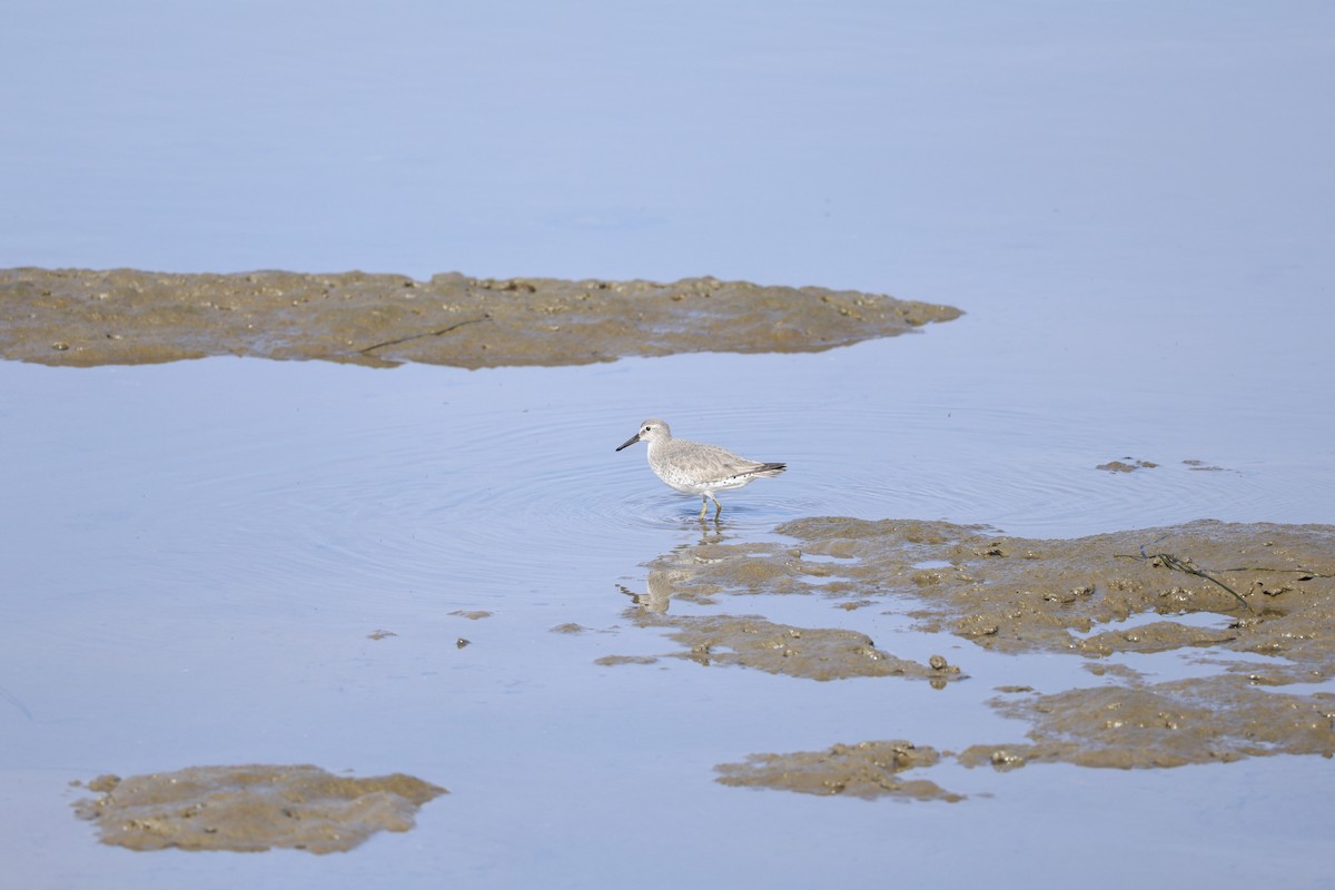 Red Knot - ML646125071