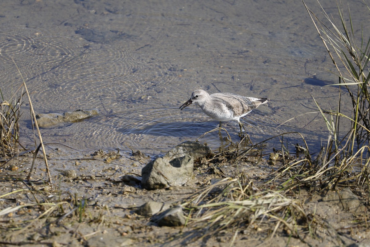 Red Knot - ML646125073