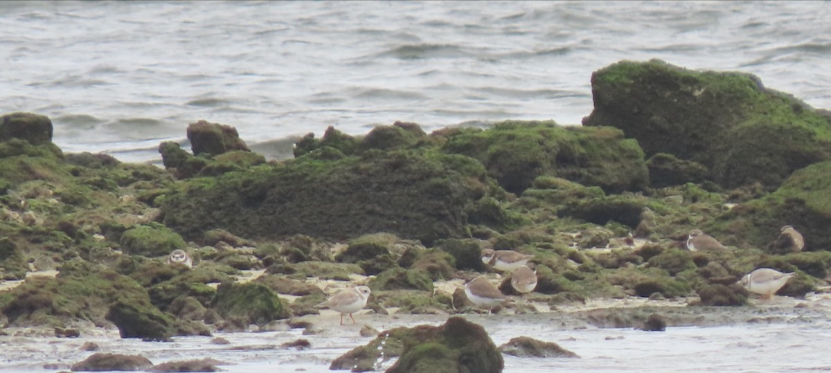 Flötenregenpfeifer - ML646125076