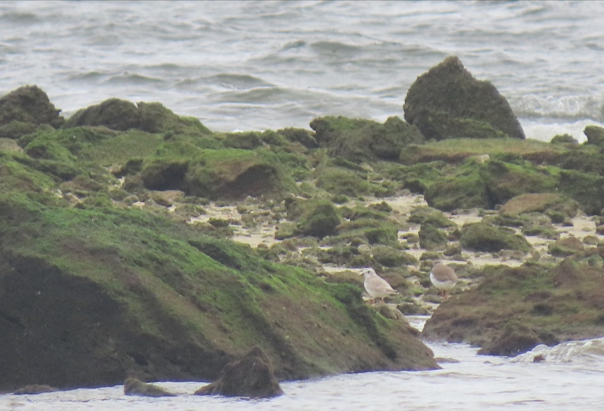 Flötenregenpfeifer - ML646125077