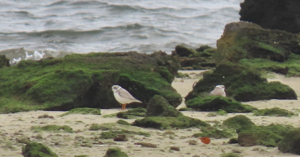 Flötenregenpfeifer - ML646125078