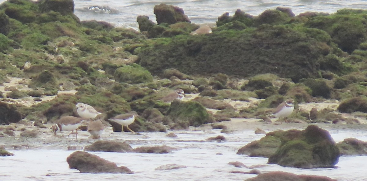 Flötenregenpfeifer - ML646125079