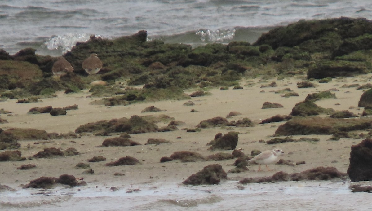 Flötenregenpfeifer - ML646125080