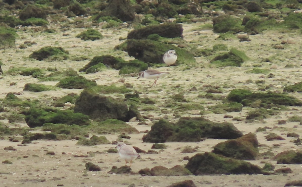 Flötenregenpfeifer - ML646125081