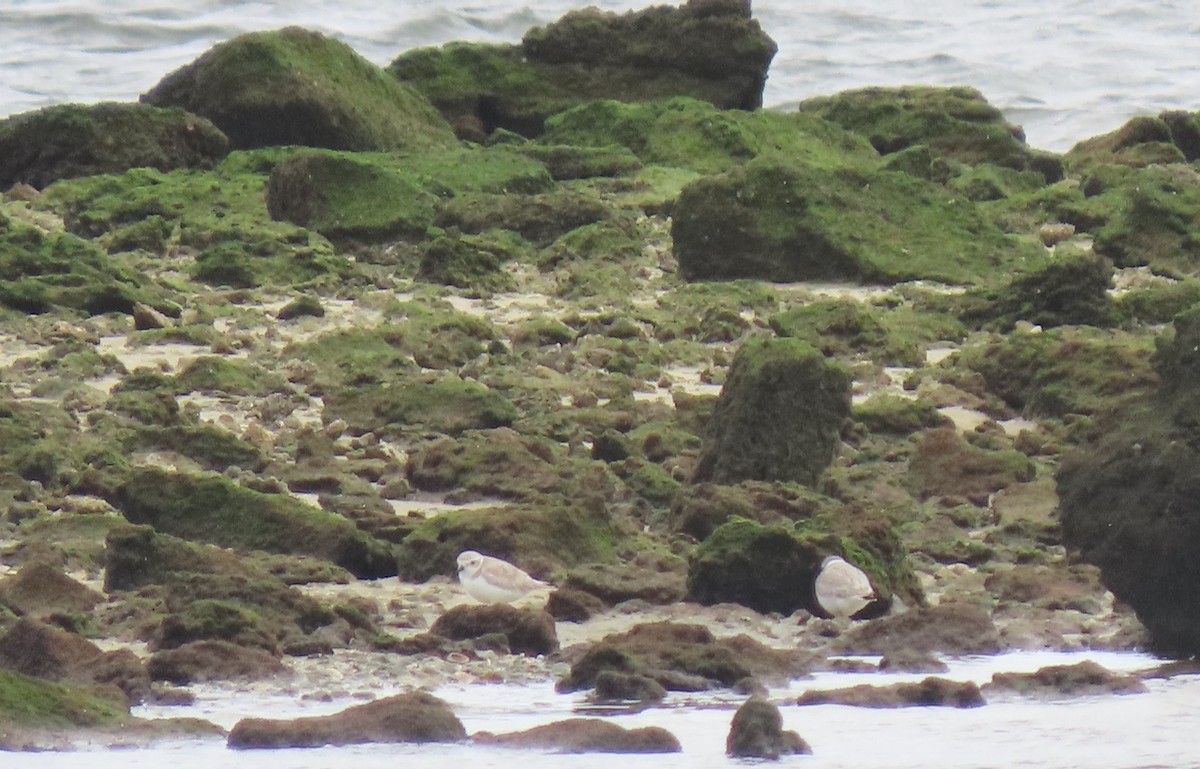 Flötenregenpfeifer - ML646125082