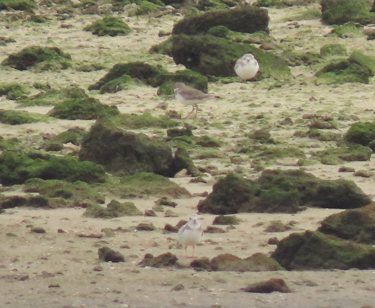 Flötenregenpfeifer - ML646125083