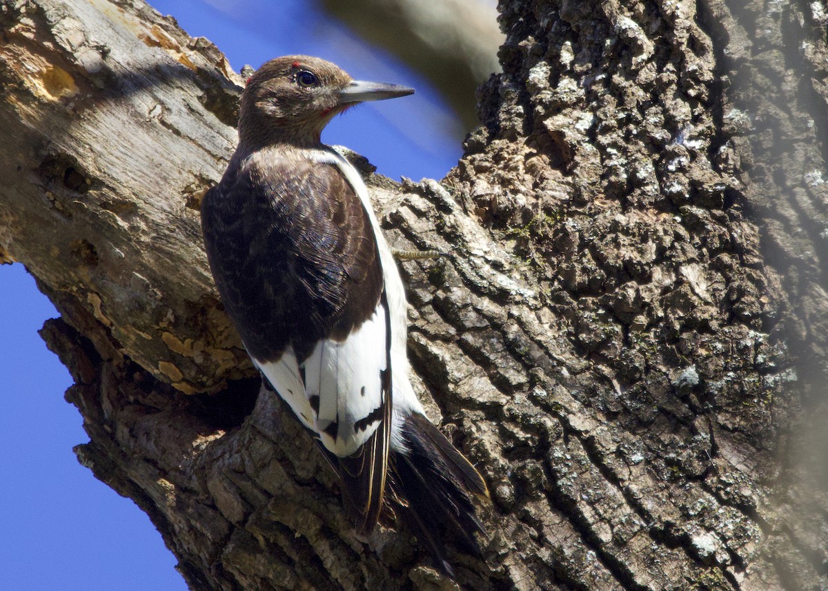 Red-headed Woodpecker - ML646125093