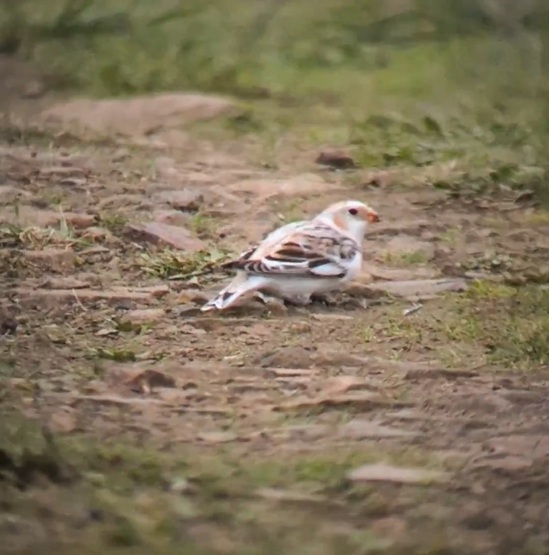 Snow Bunting - ML646125096