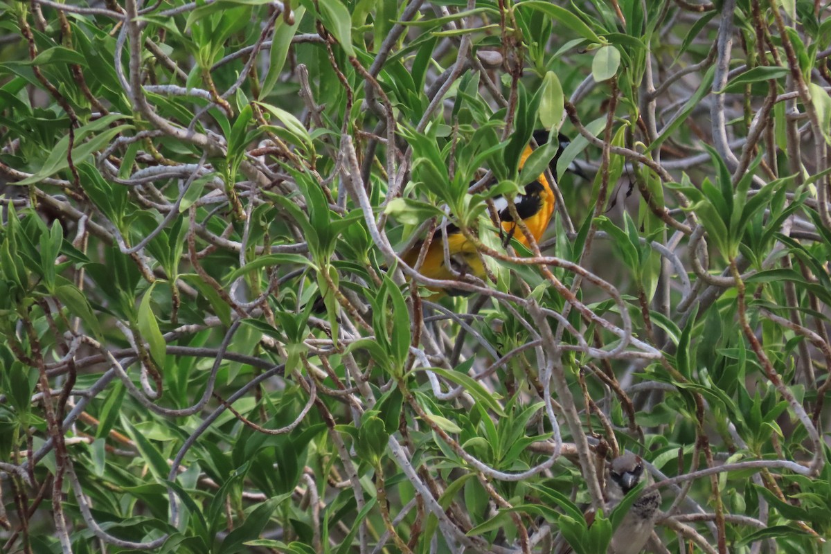 Venezüela Turpiyalı - ML646125099