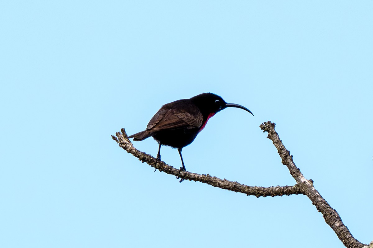 Scarlet-chested Sunbird - ML646125104