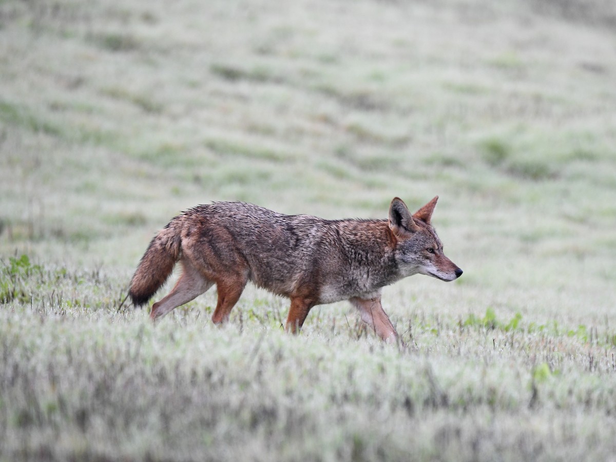 Coyote - ML646125106