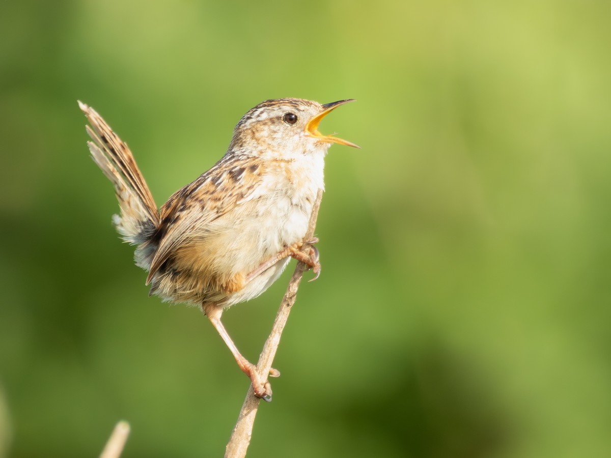 Grass Wren - ML646125111