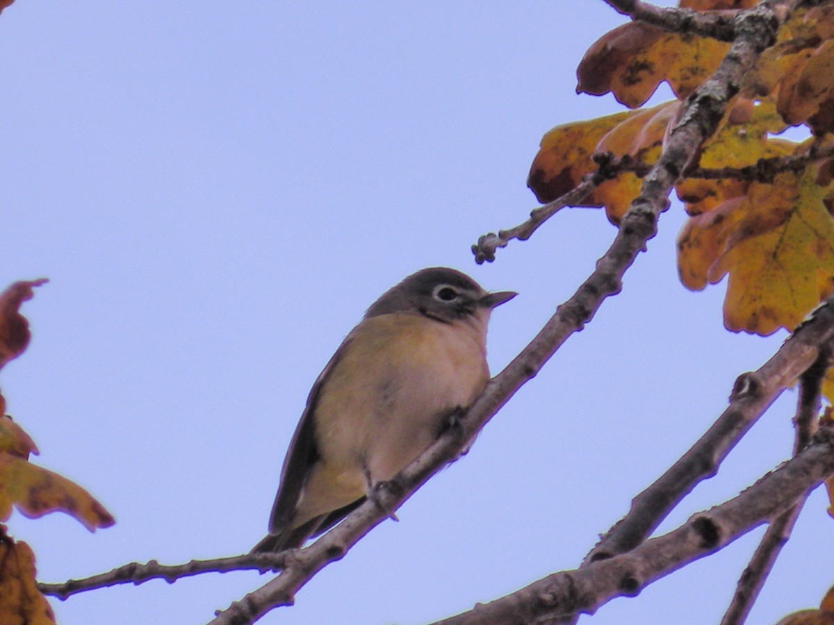 Blue-headed Vireo - ML646125122