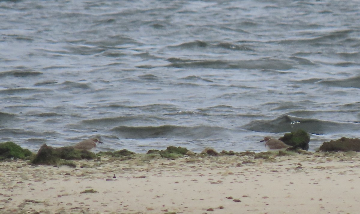 Wilson's Plover - ML646125125