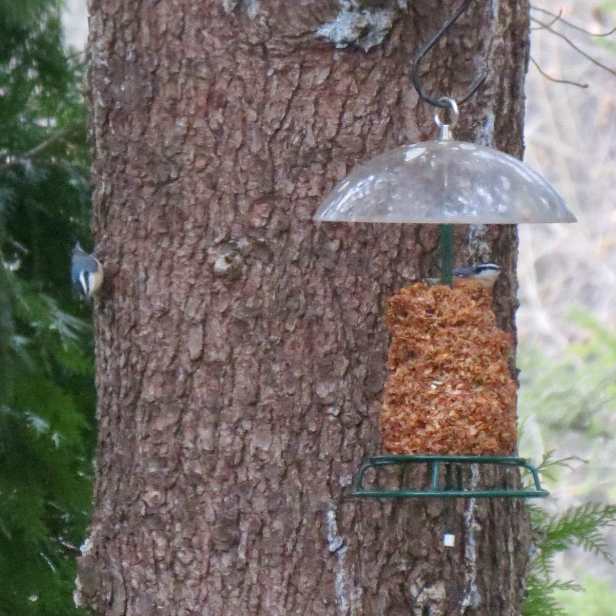 Повзик канадський - ML646125135