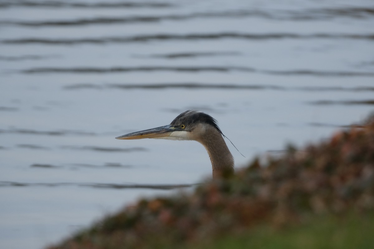 volavka velká - ML646125138