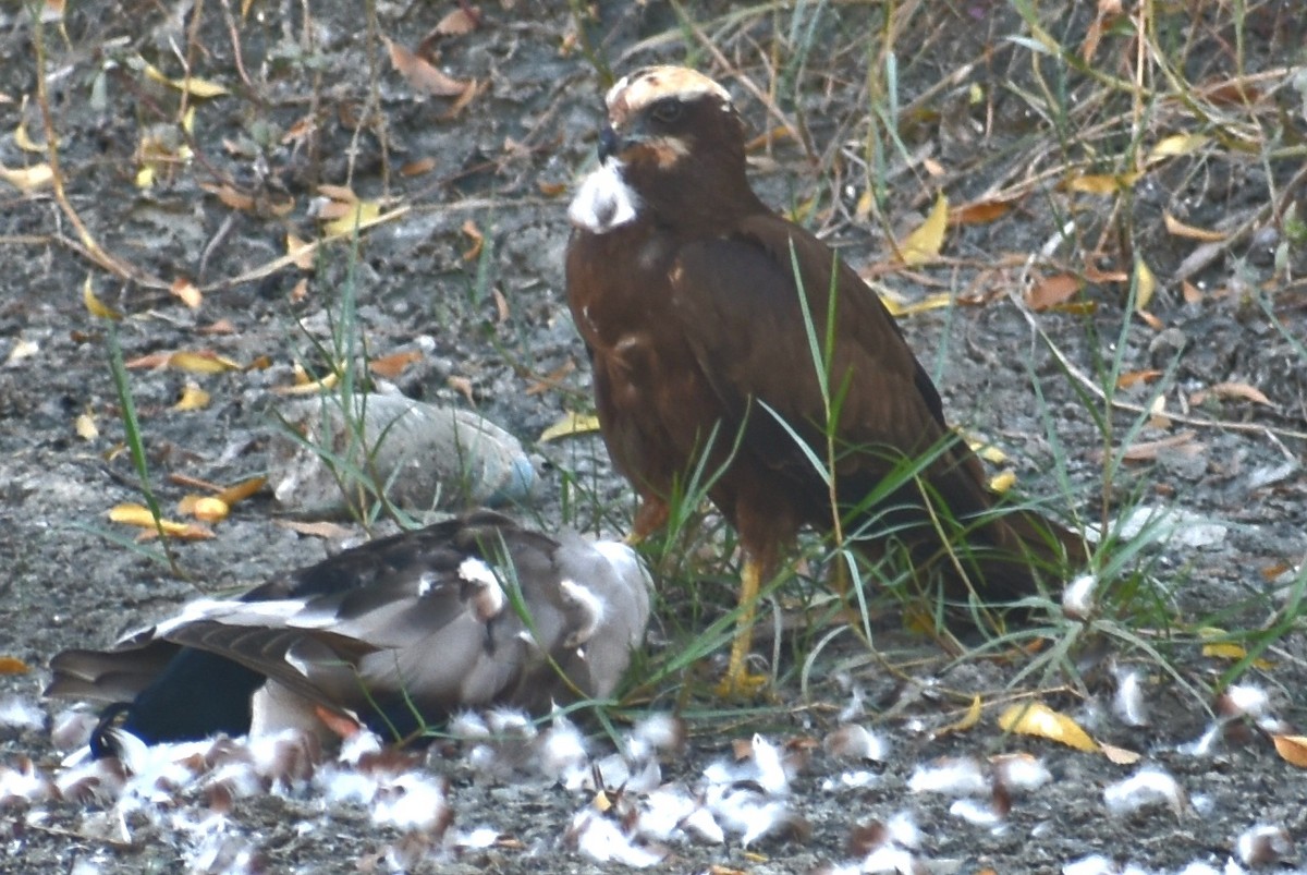 Western Marsh Harrier - ML646125142