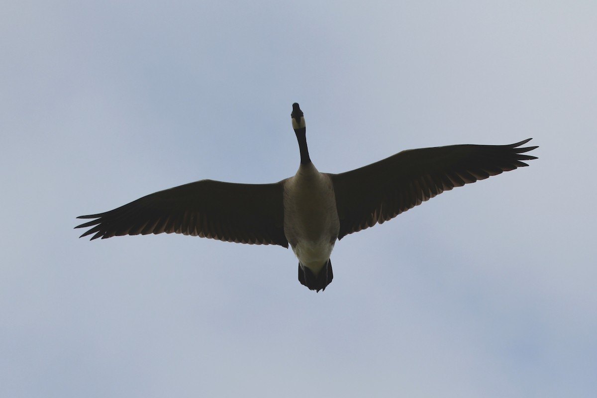 Canada Goose - ML646125148