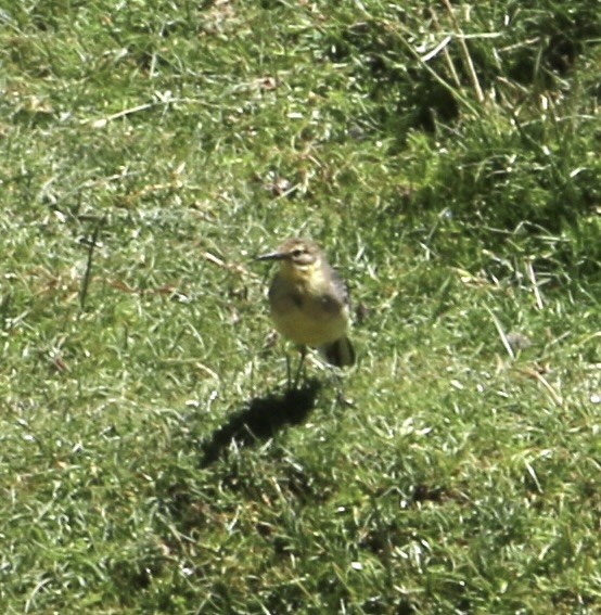 Citrine Wagtail - ML646125151