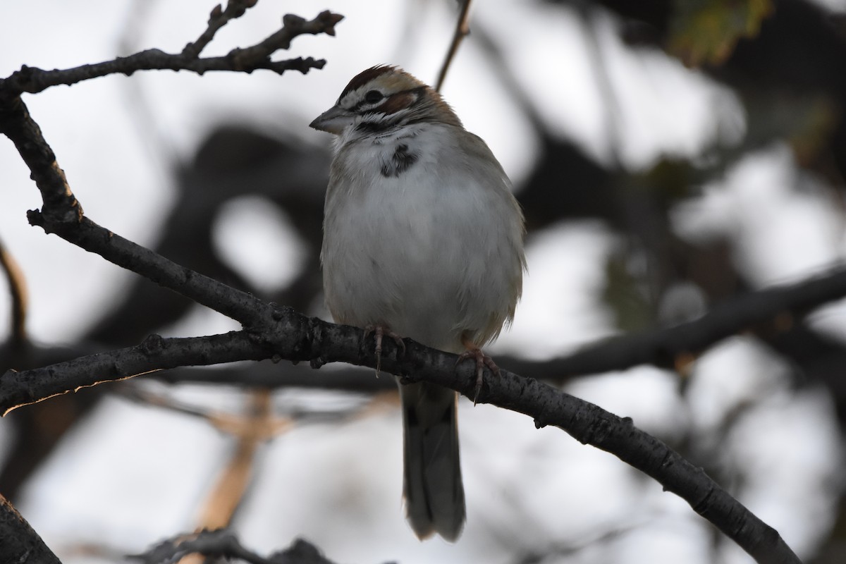 Lark Sparrow - ML646125163