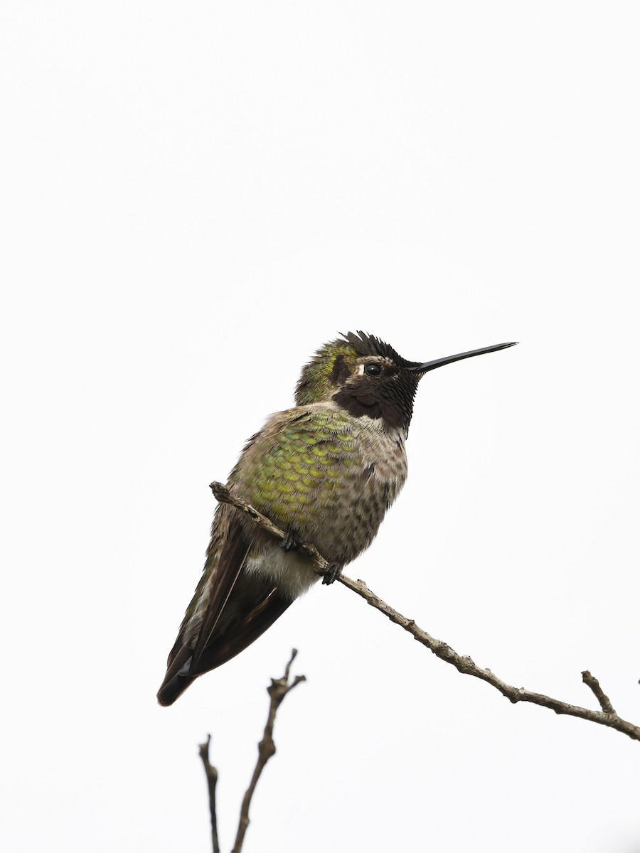 Anna's Hummingbird - ML646125167