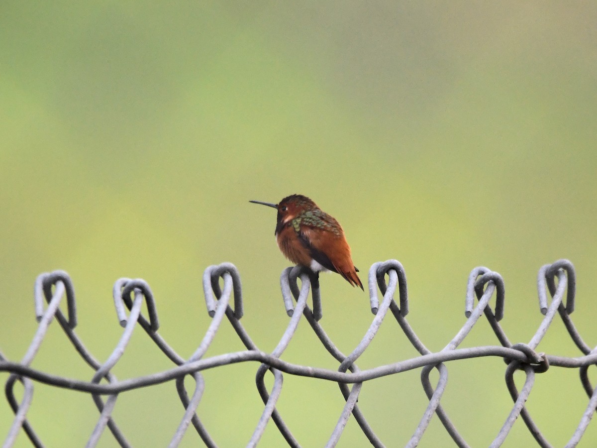 Allen's Hummingbird - ML646125171