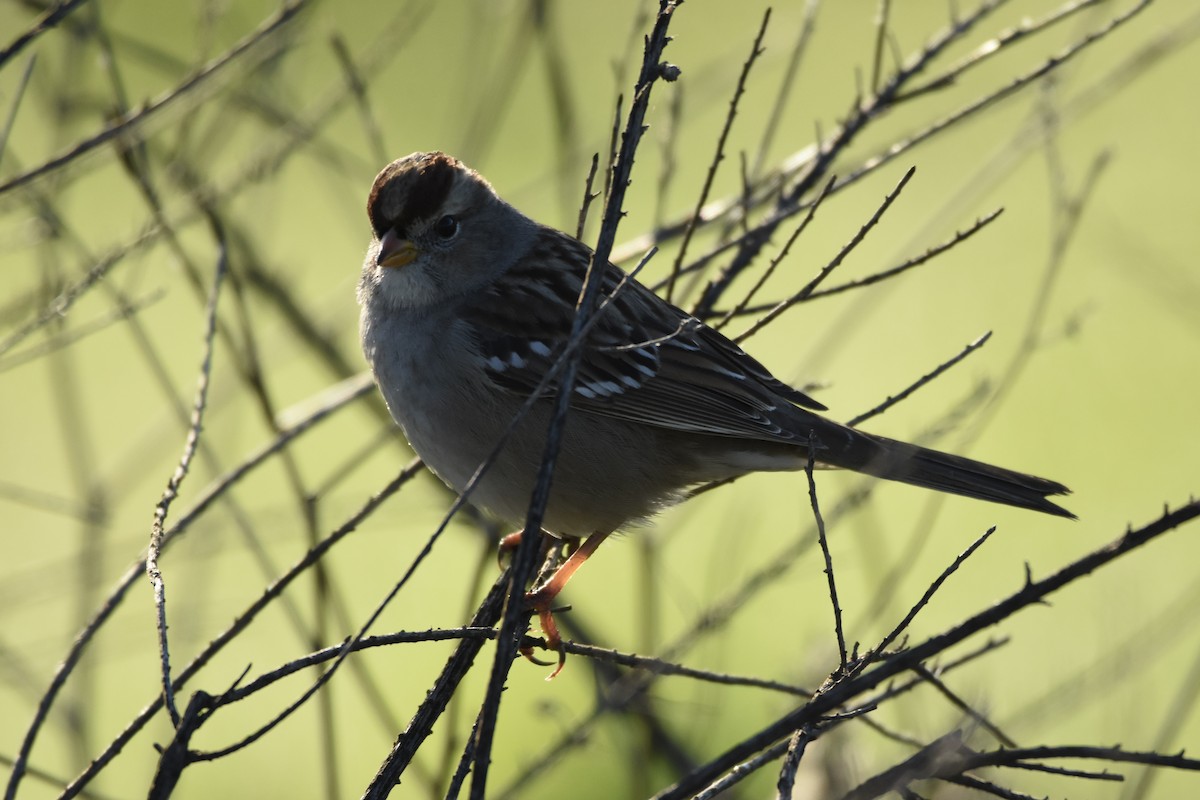 White-crowned Sparrow - ML646125172