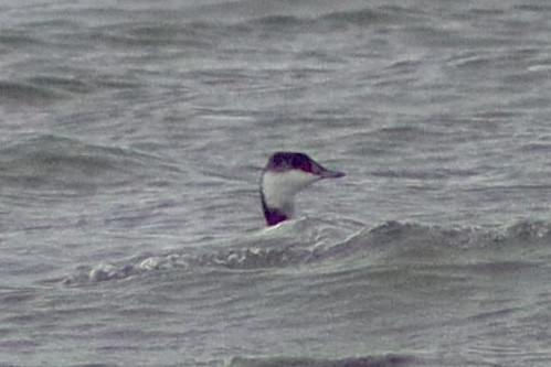 Horned Grebe - ML646125175