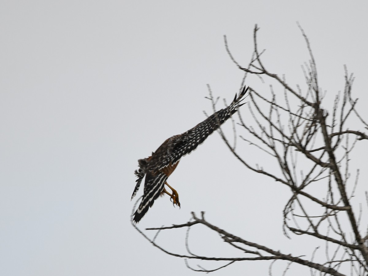 Red-shouldered Hawk - ML646125178