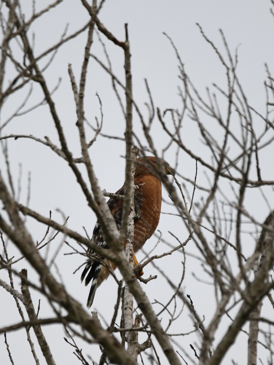 Red-shouldered Hawk - ML646125179