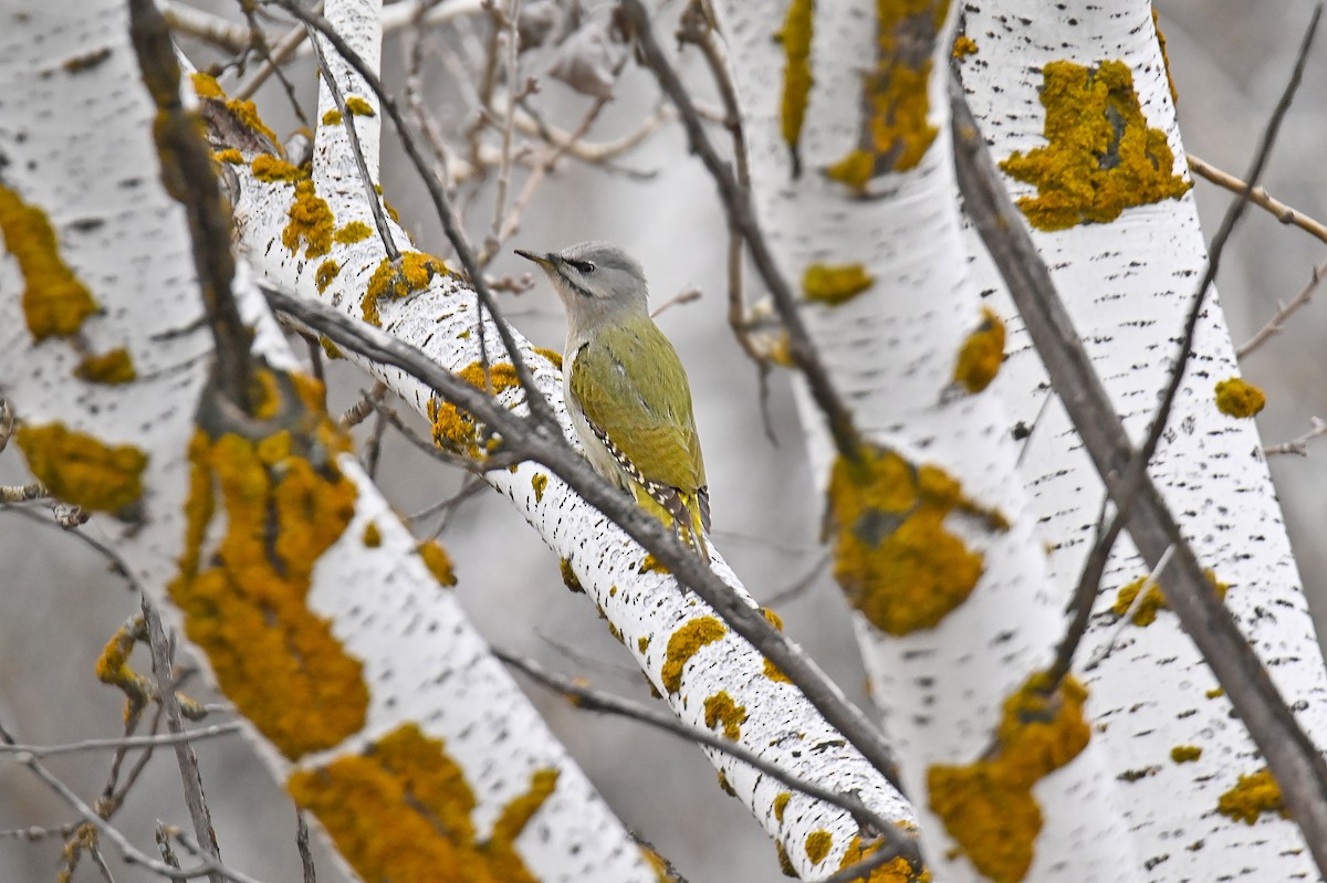 Pic cendré - ML646125180