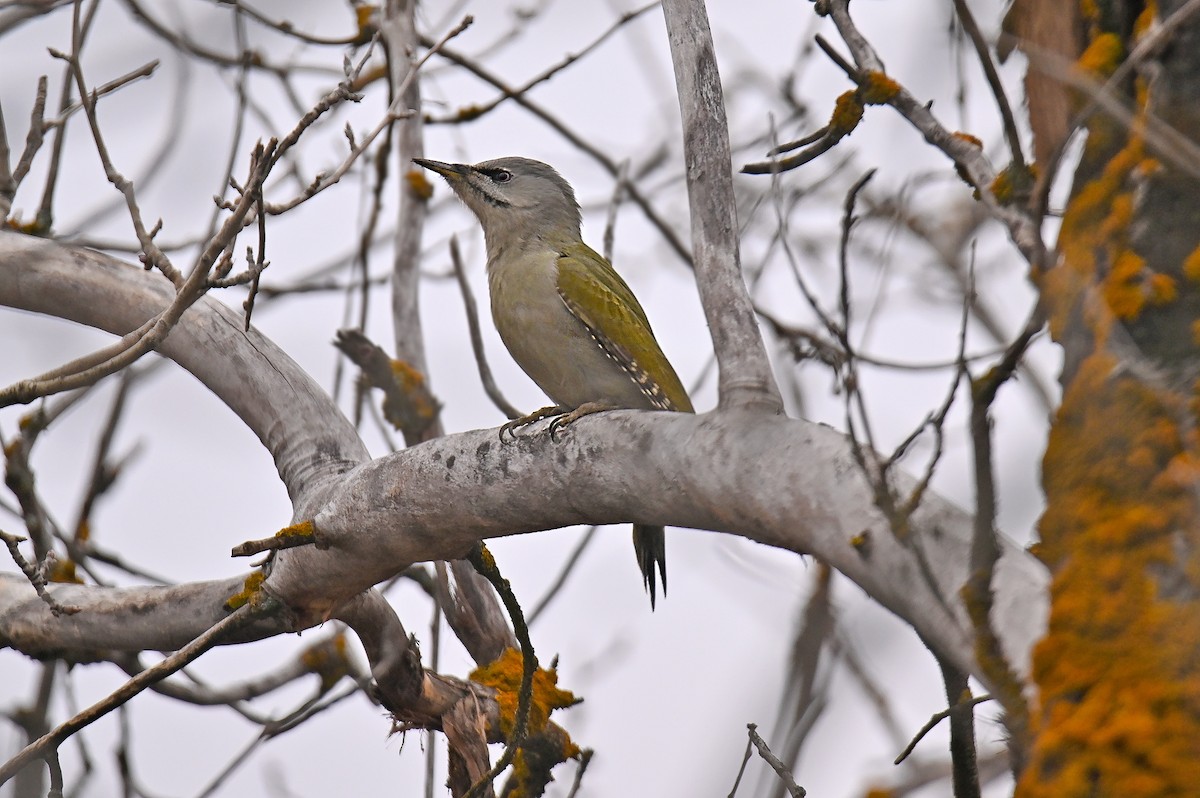 Pic cendré - ML646125181