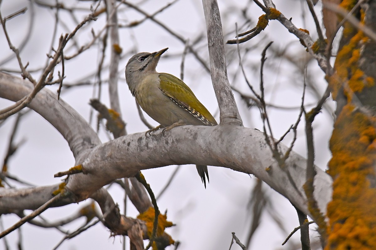 Pic cendré - ML646125182