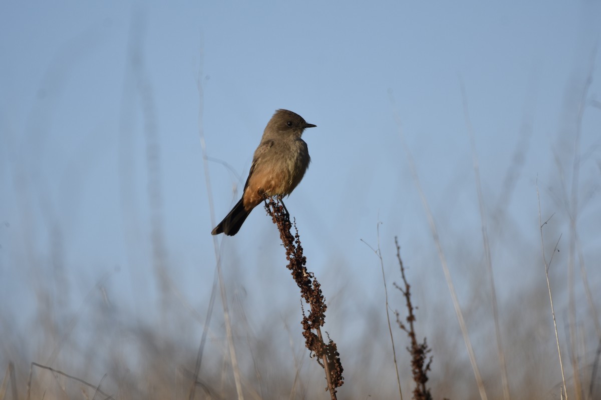 Say's Phoebe - ML646125183
