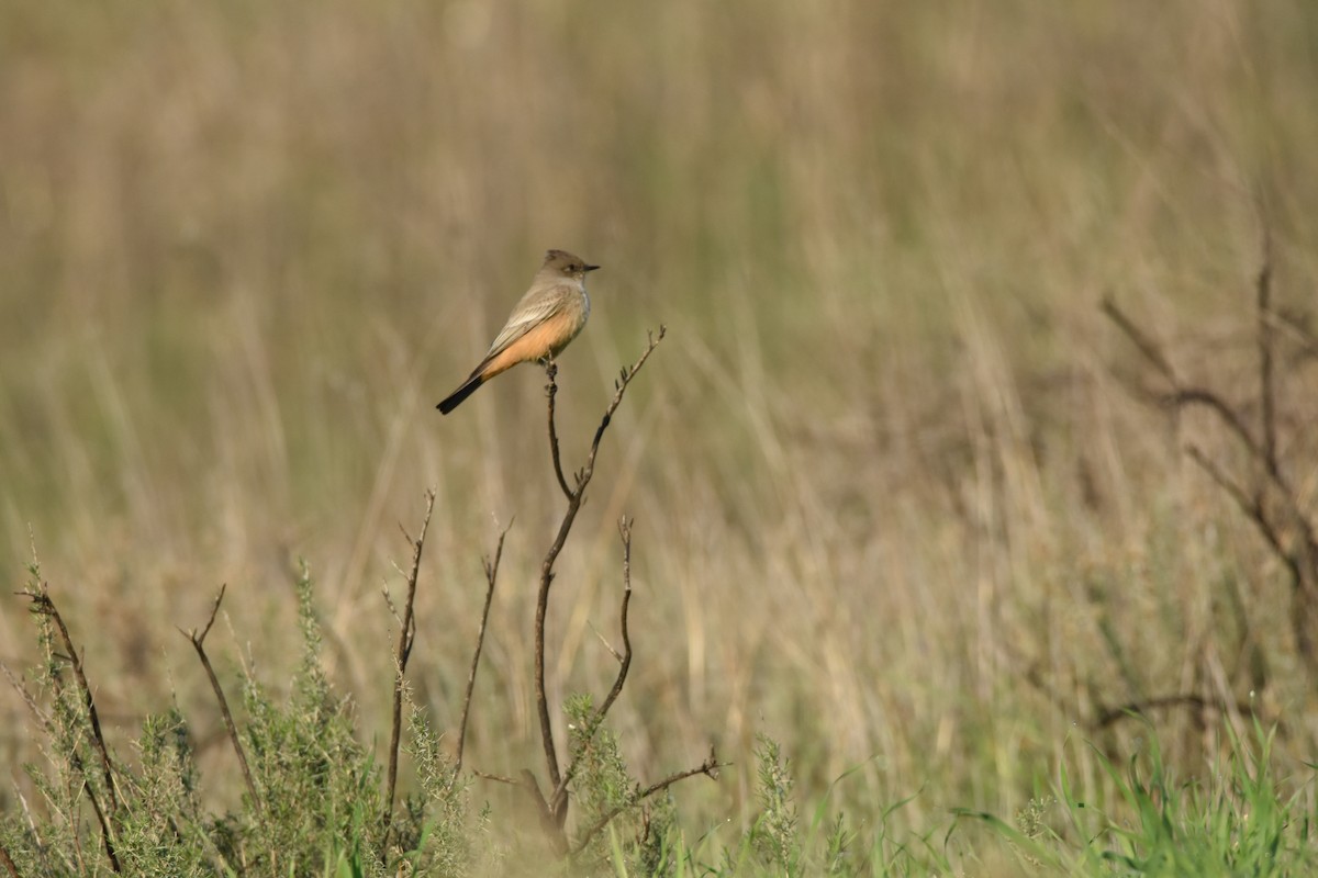 Say's Phoebe - ML646125184