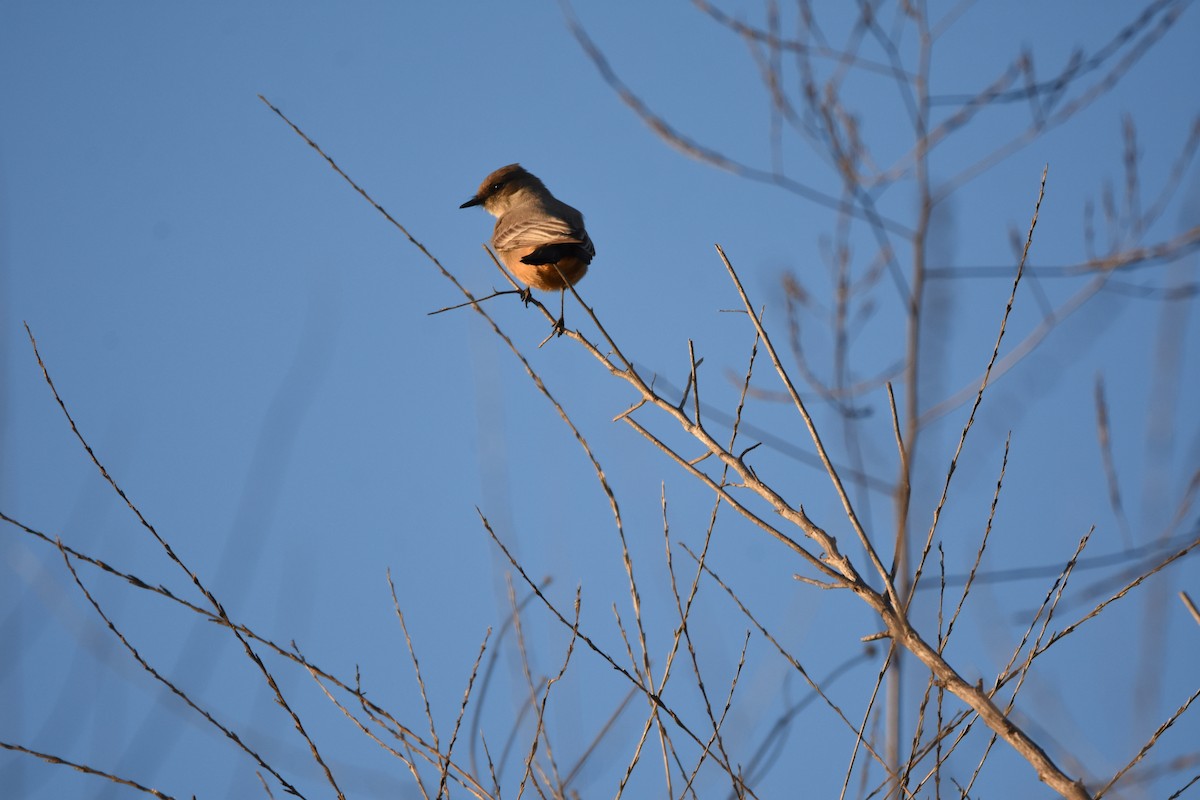 Say's Phoebe - ML646125185