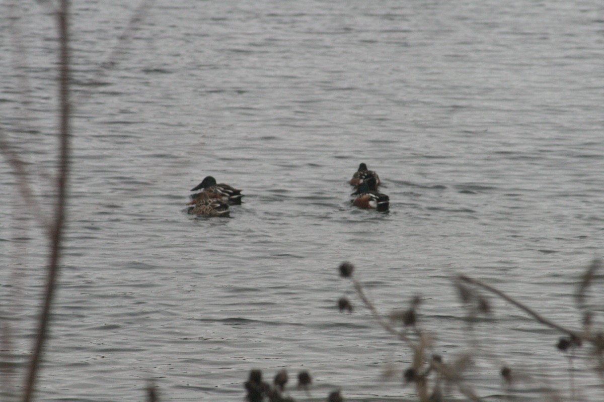 Northern Shoveler - ML646125186