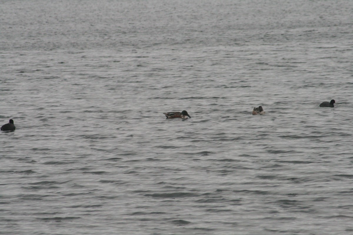 Northern Shoveler - ML646125187