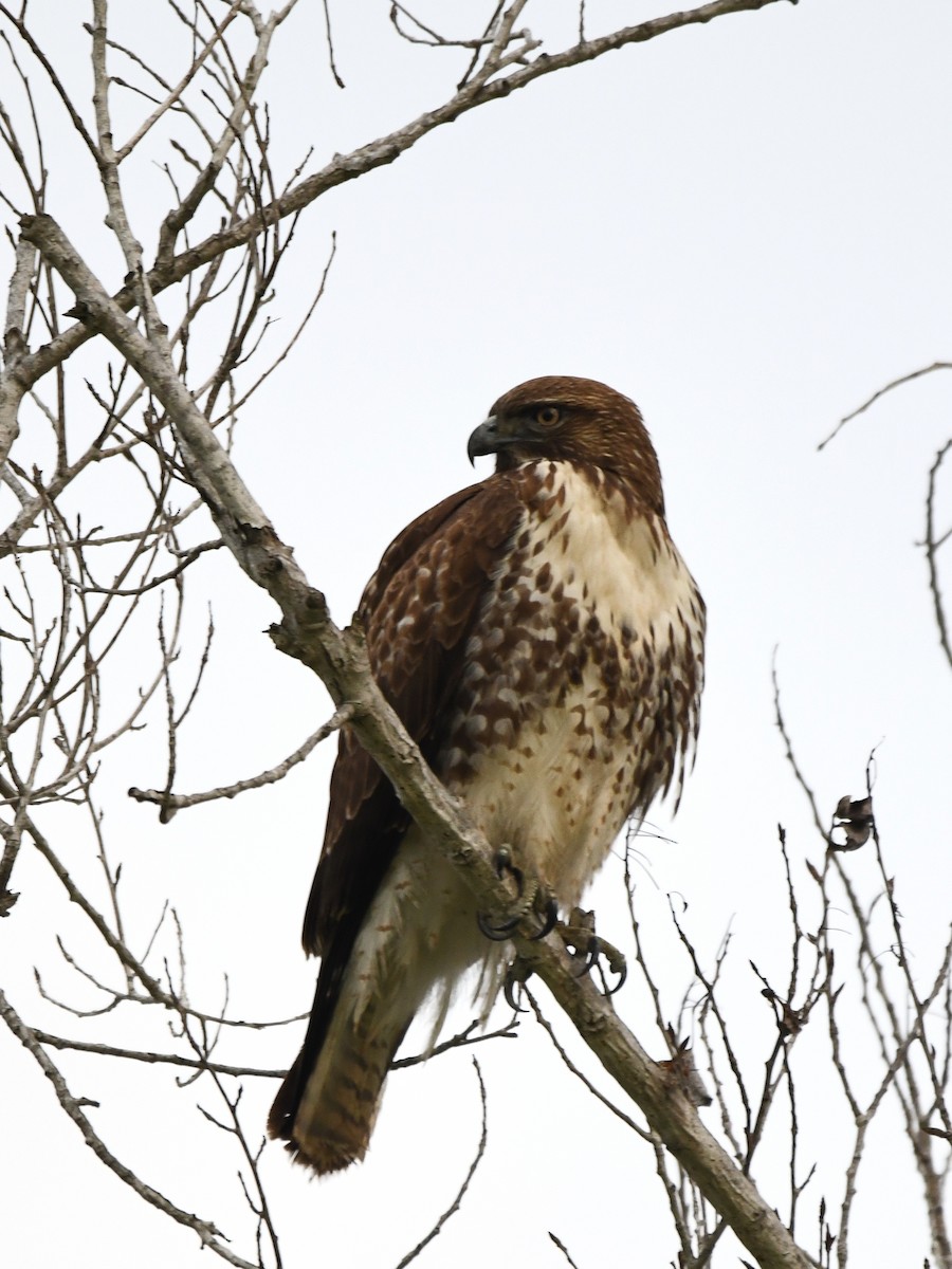 Red-tailed Hawk - ML646125188