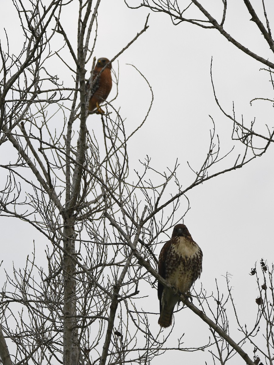 Red-tailed Hawk - ML646125189
