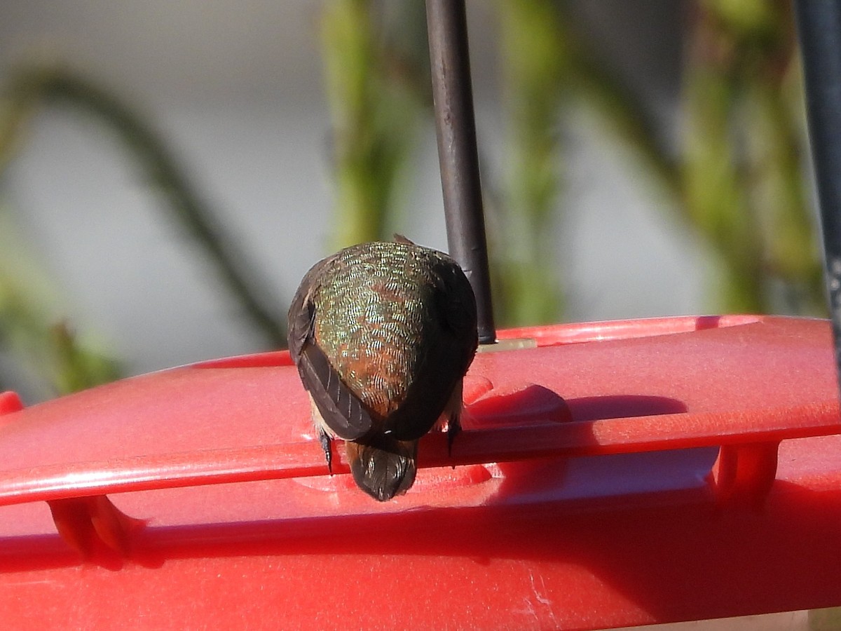 Allen's Hummingbird - ML646125190