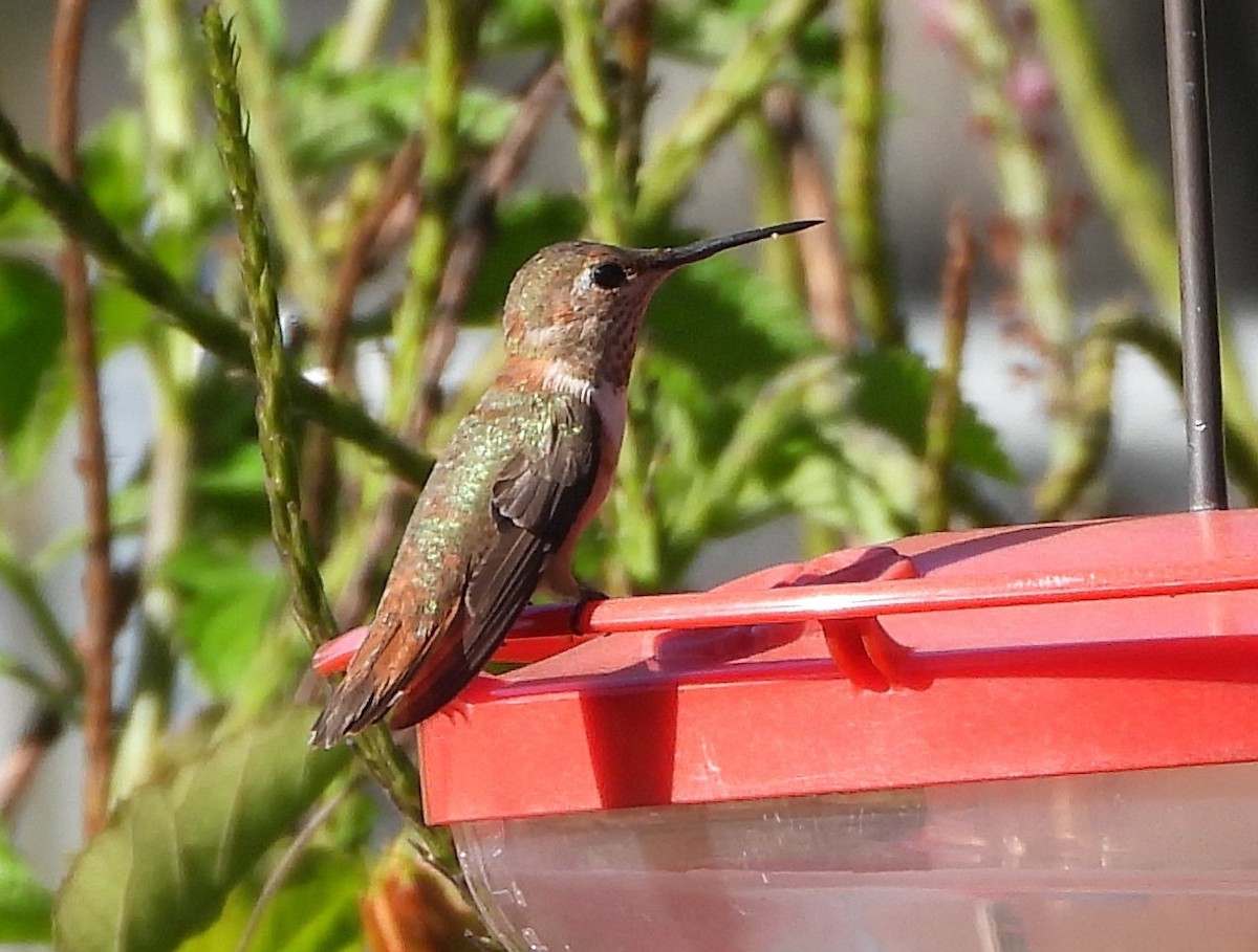 Allen's Hummingbird - ML646125191