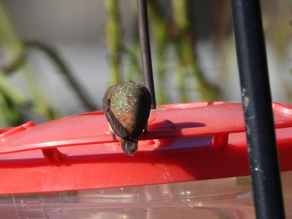 Allen's Hummingbird - ML646125192