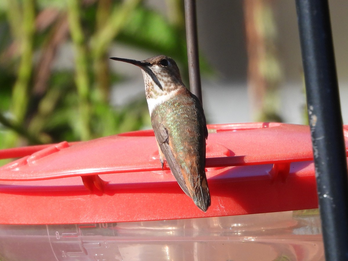 Allen's Hummingbird - ML646125193