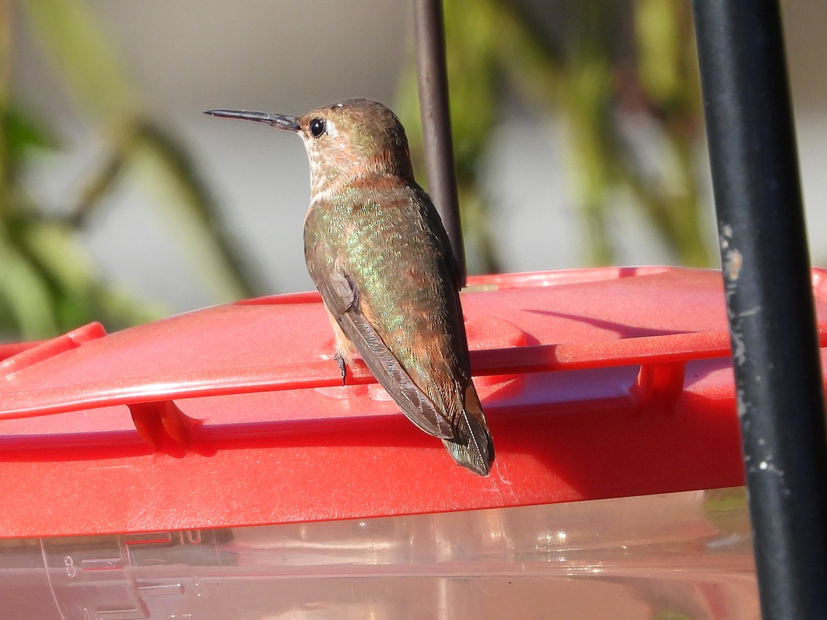 Allen's Hummingbird - ML646125194