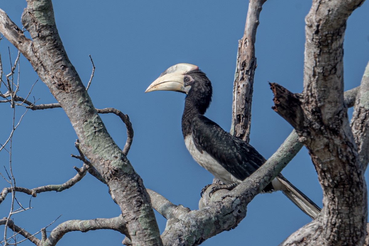 Птах-носоріг індійський - ML646125195