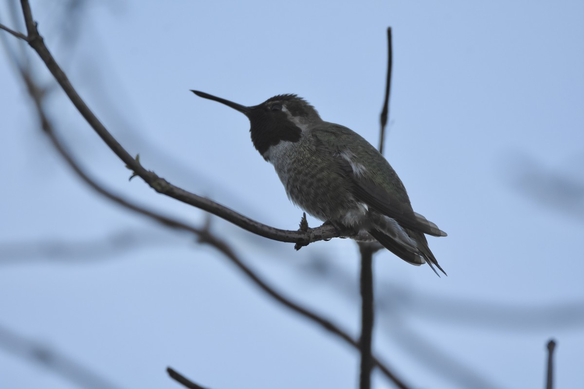 Anna's Hummingbird - ML646125200