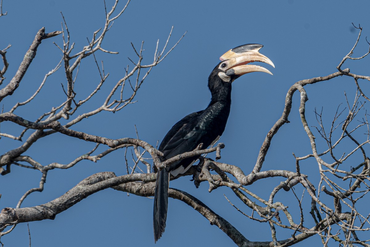 Птах-носоріг індійський - ML646125202